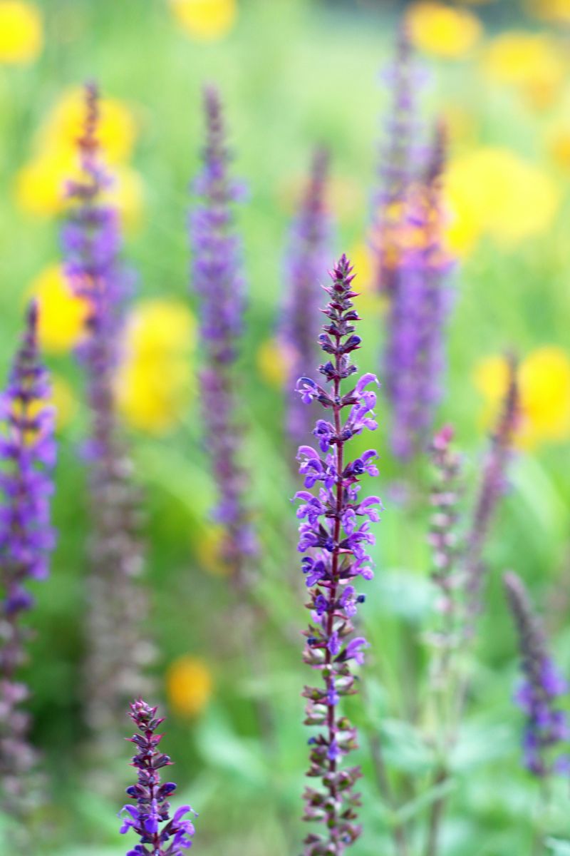 Salvia