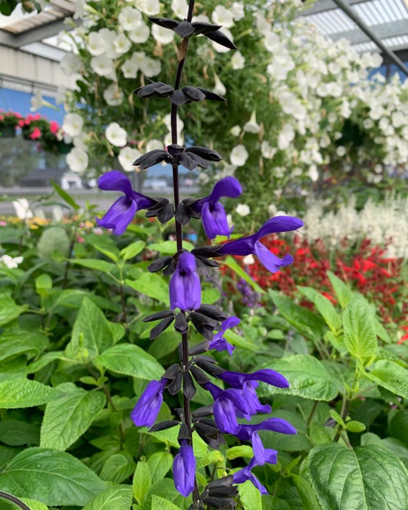 Salvia