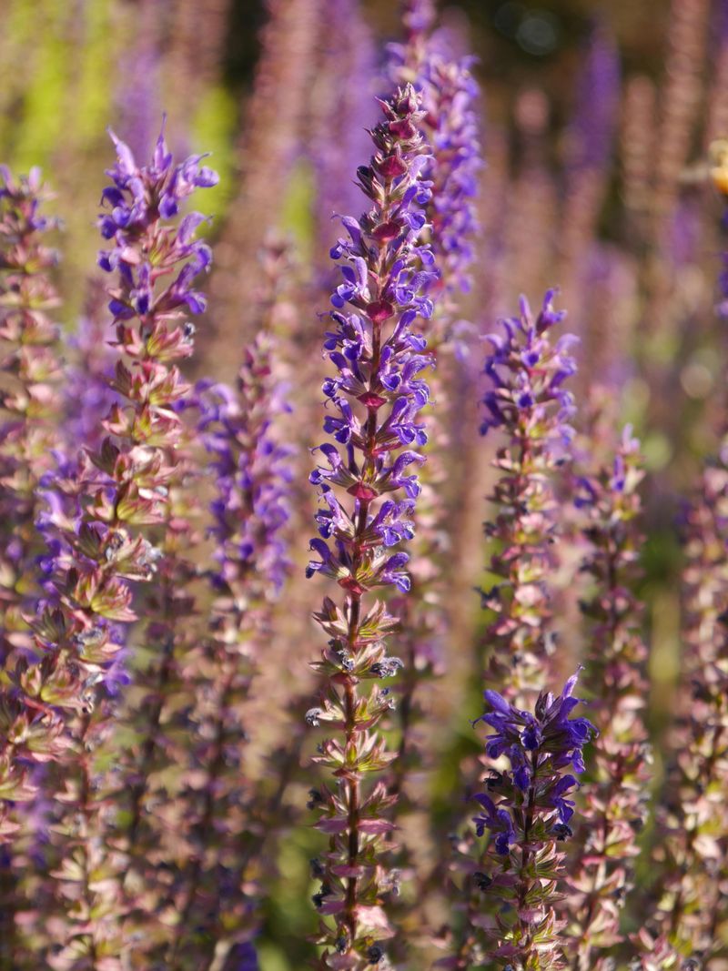 Salvia