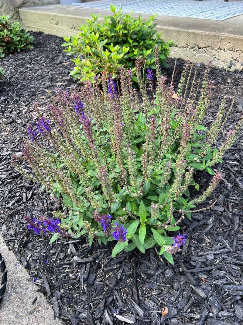 Salvia