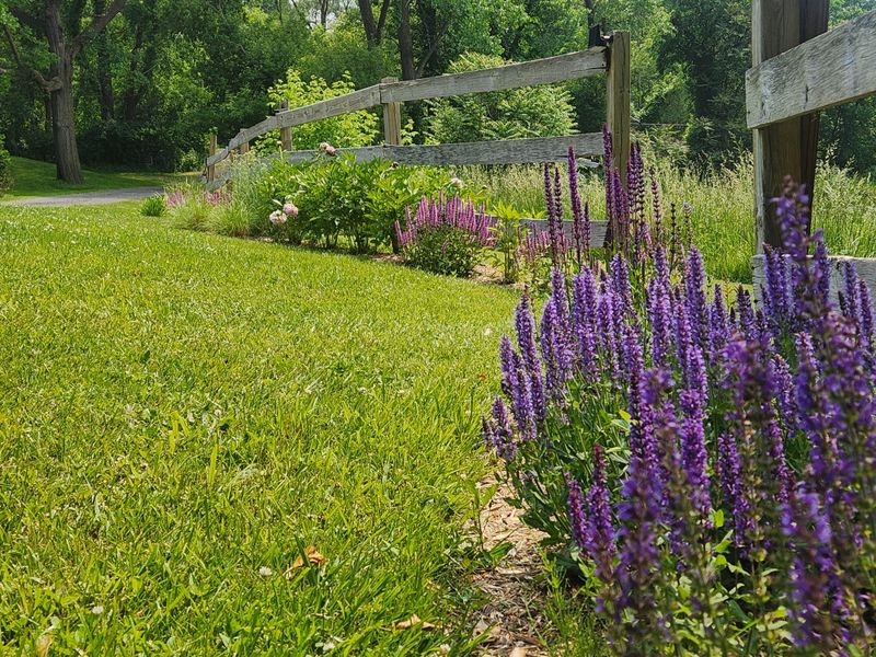 Salvia