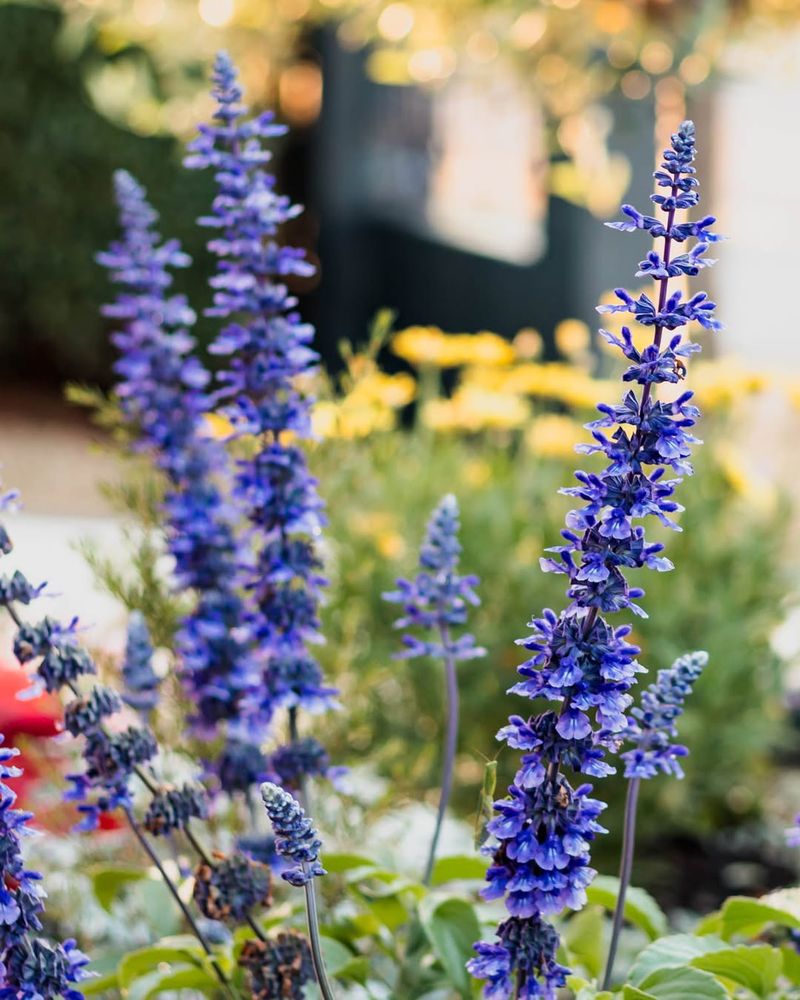Salvia