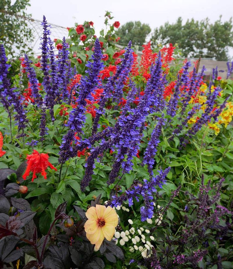 Salvia Adds Bright Blooms And Aromatic Leaves
