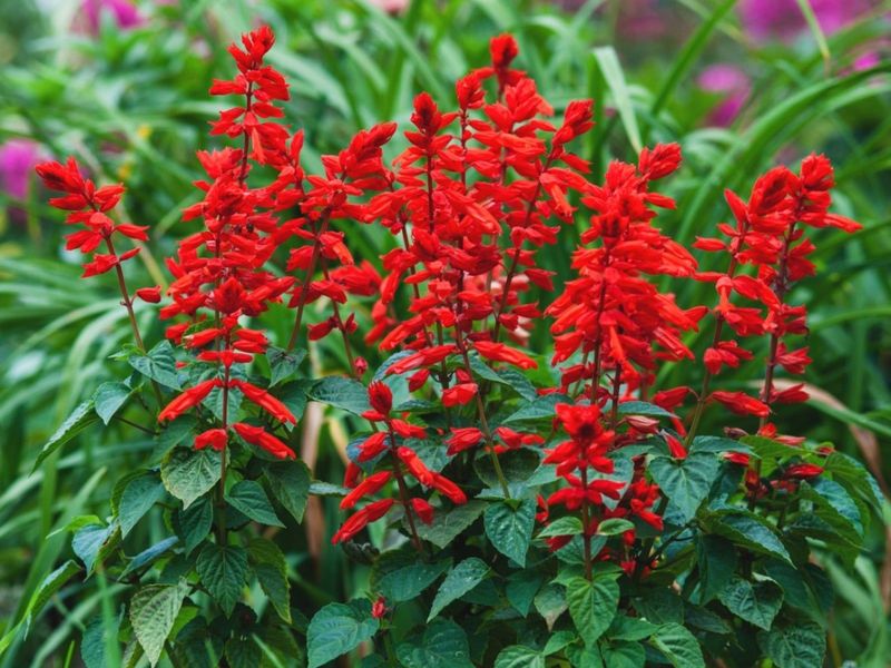 Salvia Adds Bright Spikes Of Color
