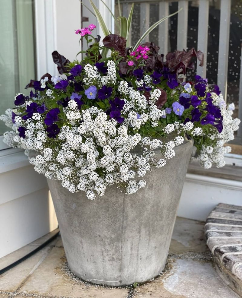 Salvia And Sweet Alyssum Salvia And Sweet Alyssum
