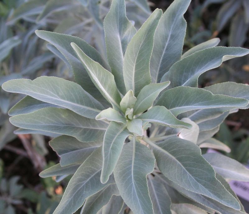 Salvia Apiana Softens The Look