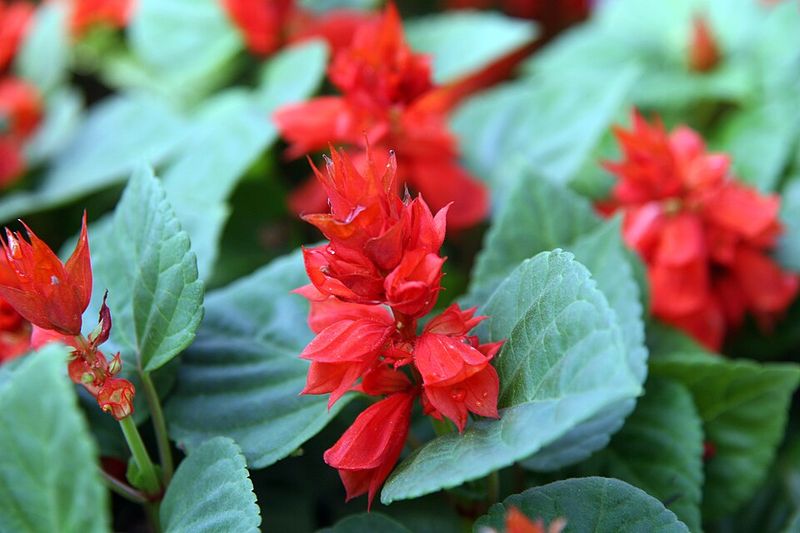 Salvia Brings Color And Pollinator Appeal