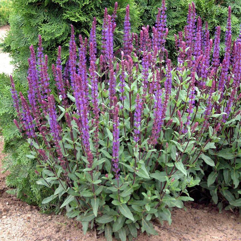 Salvia Creates Spiky Purple Blooms That Thrive In Sun And Dry Conditions