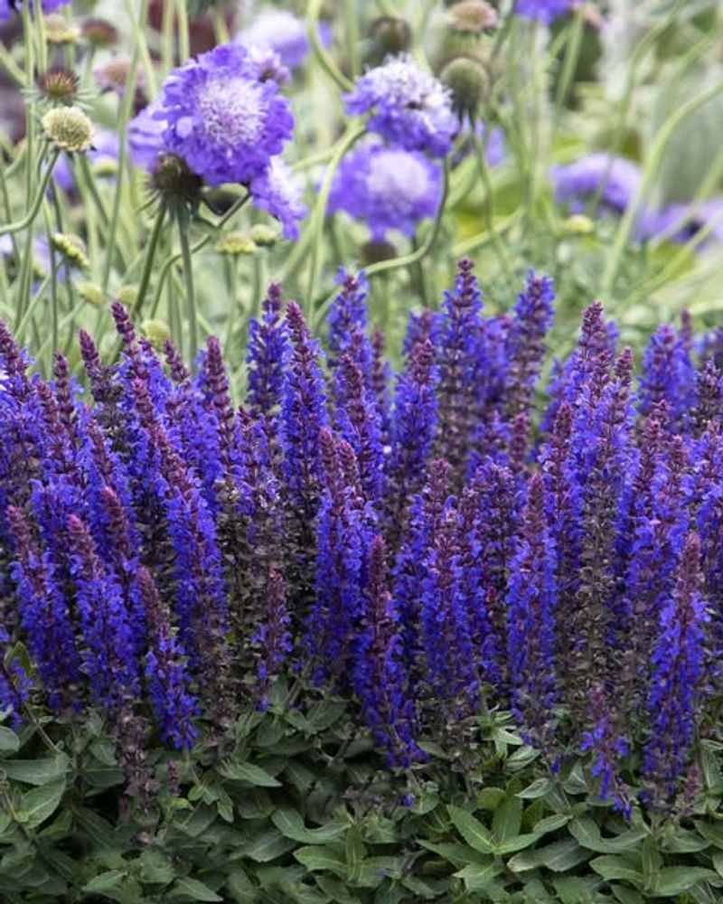 Salvia Keeps Blooming Even In High Temperatures