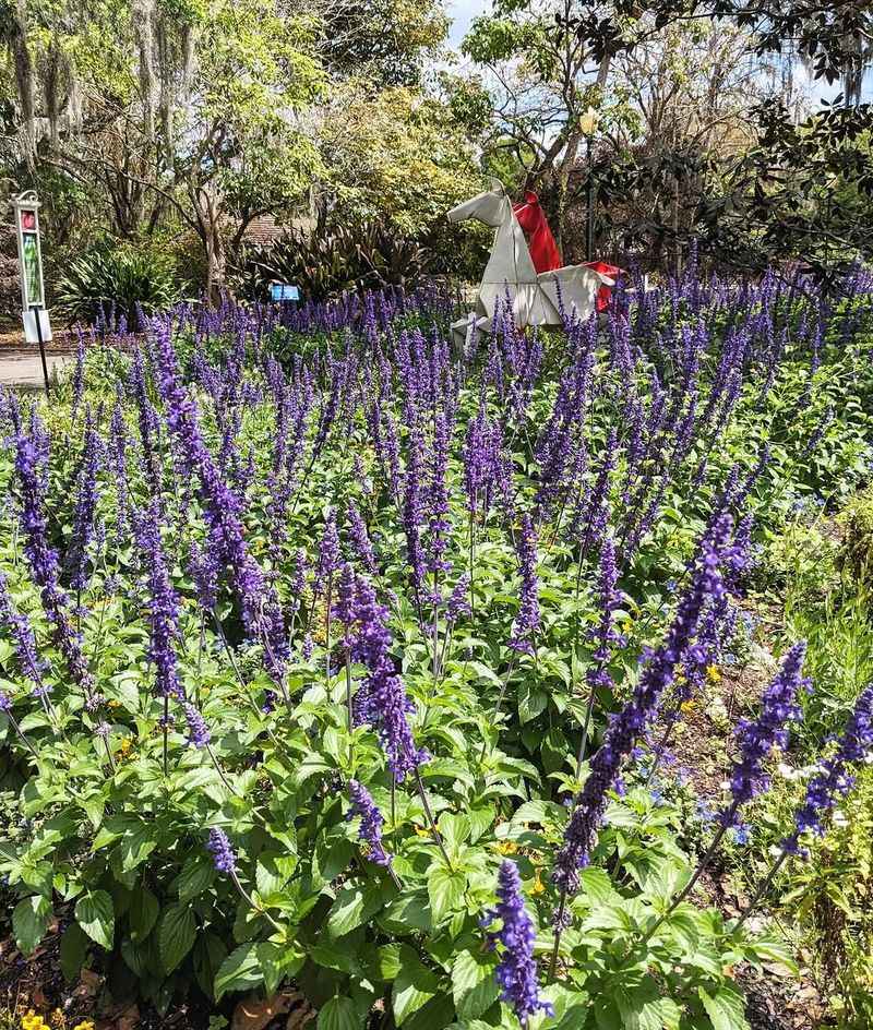 Salvia Keeps Butterflies Coming Back For Blooms