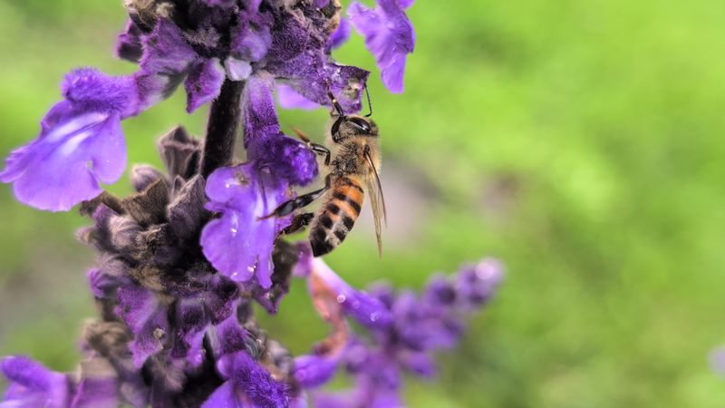 Salvia Produces Colorful Spikes Bees Notice Quickly Salvia Produces Colorful Spikes Bees Notice Quickly