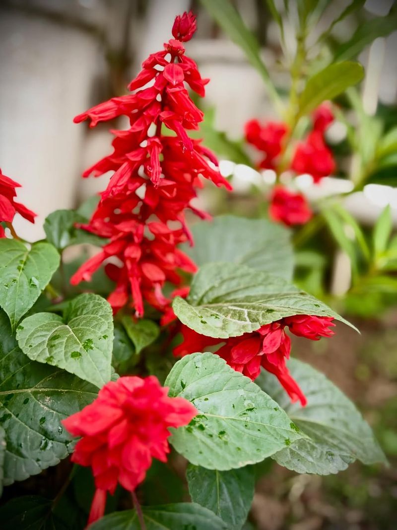 Salvia Produces Long Lasting Flowers Pollinators Love