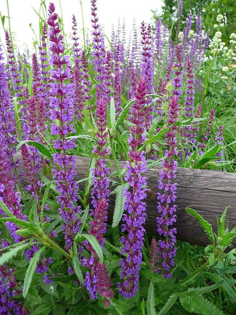 Salvia Returns Reliably With Little Effort