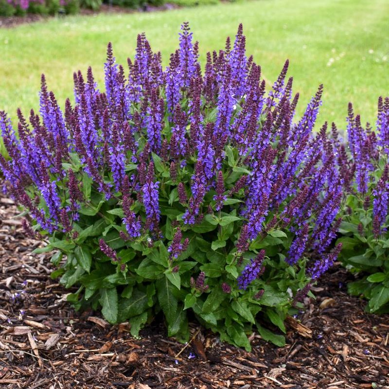 Salvia (Salvia Nemorosa)