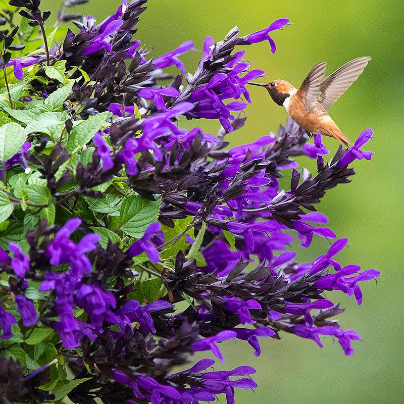 Salvia (Salvia splendens and Hardy Hybrids)
