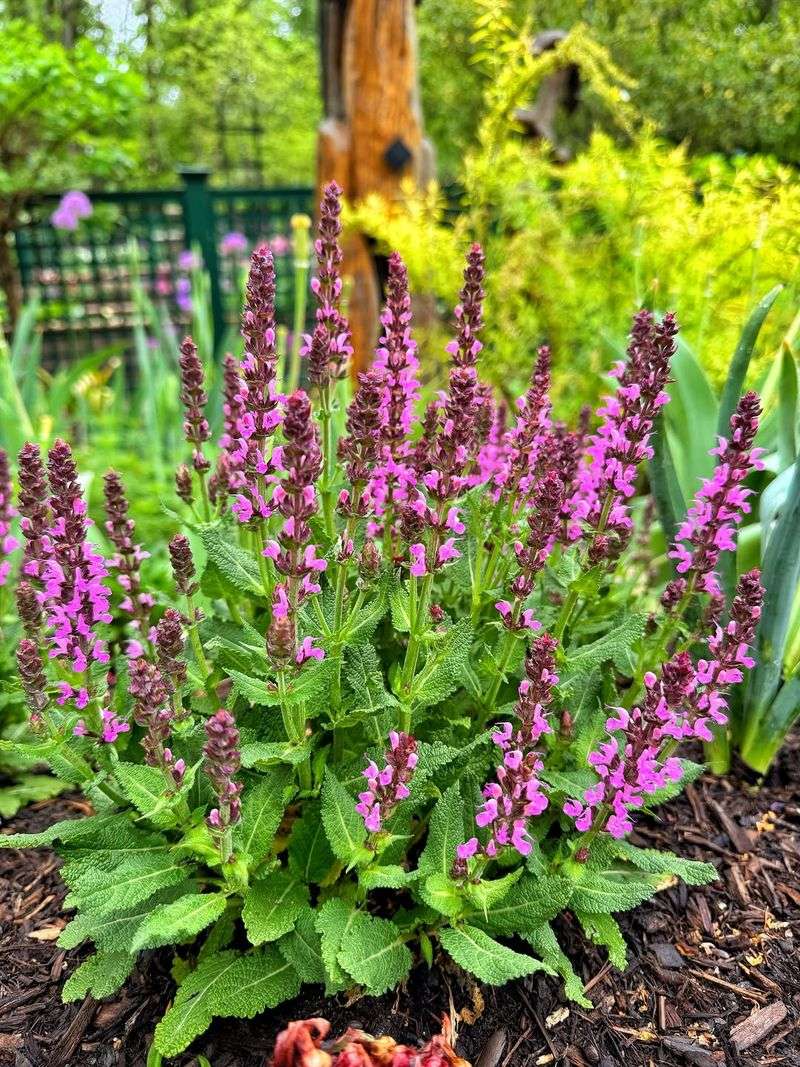 Salvia (Salvia splendens and Hybrids)