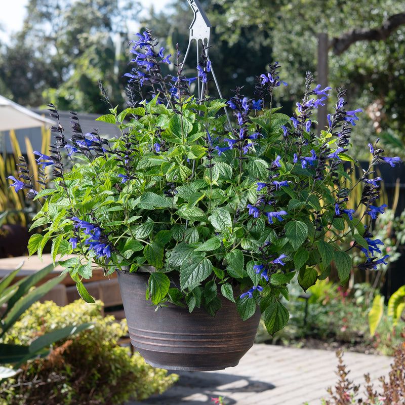 Salvia + Trailing Lobelia Salvia + Trailing Lobelia