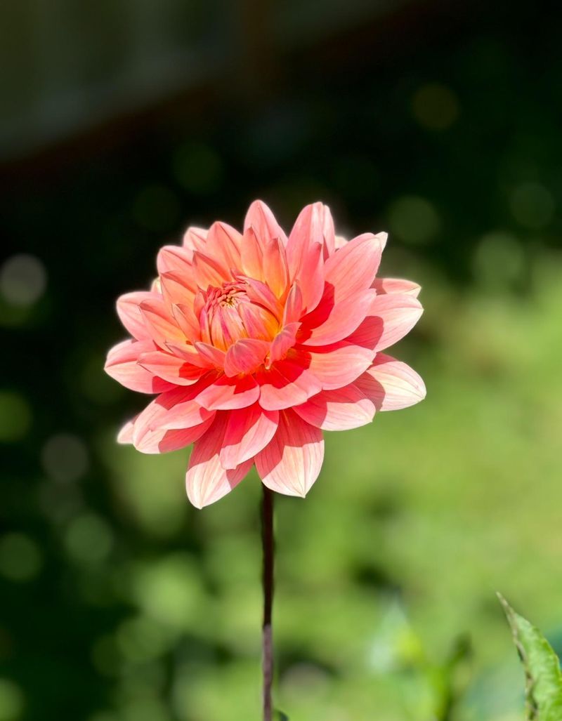 Dahlias