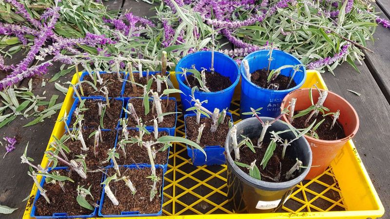 Salvias Bounce Back Quickly After Root Formation Begins