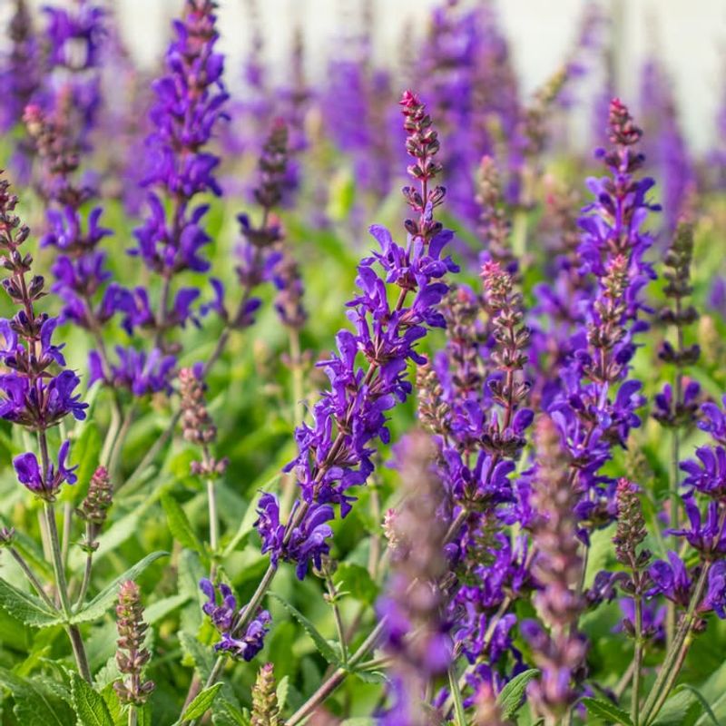 Salvias Stay Colorful Long After Spring Ends