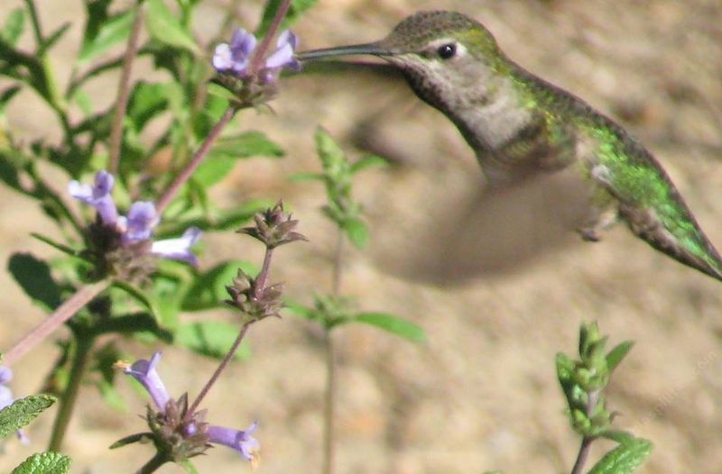 San Diego Sage San Diego Sage