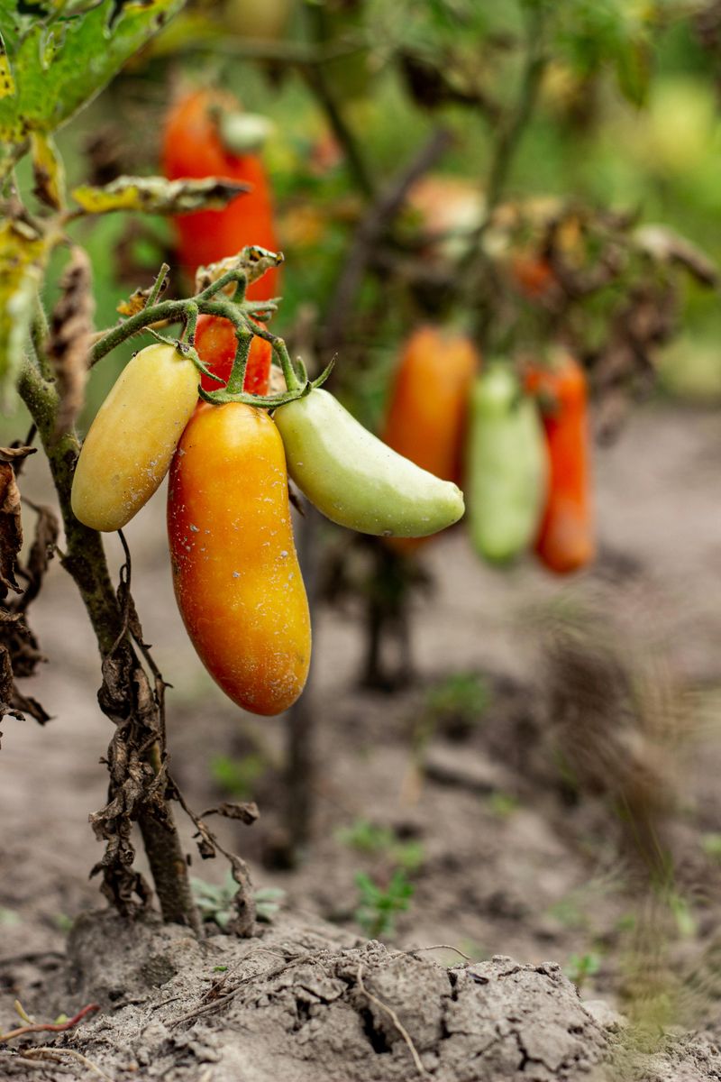San Marzano San Marzano