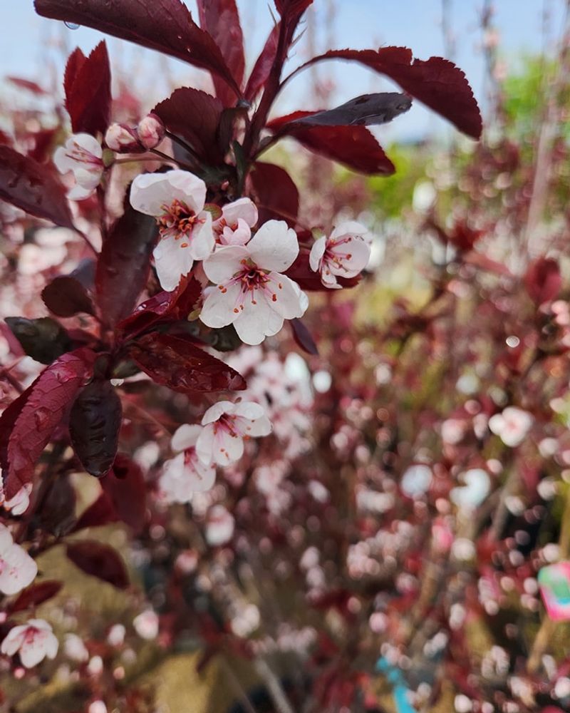 Sand Cherry