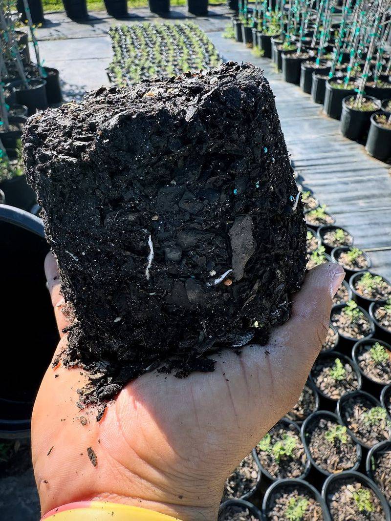 Pure Peat Moss In Excess