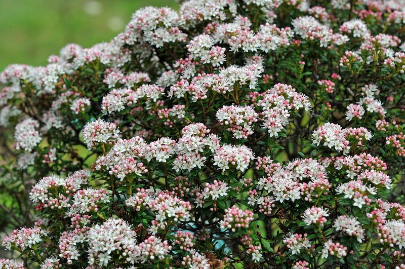 Sand Myrtle Keeps The Edge Evergreen