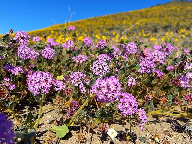Sand Verbena Spreads Quickly Across Sandy Desert Soil