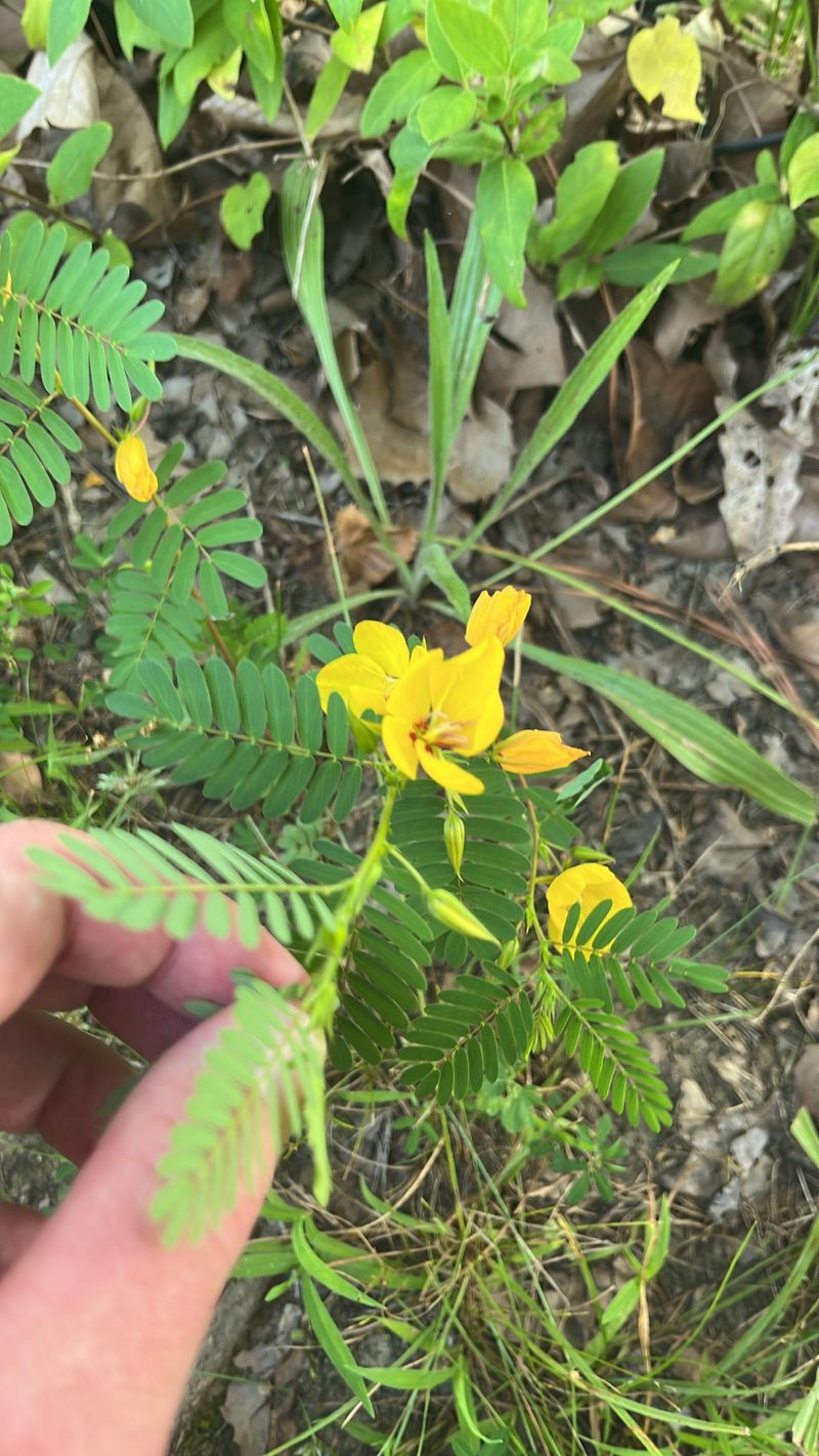 Sandy Michigan Soil Can Suit Partridge Pea Well
