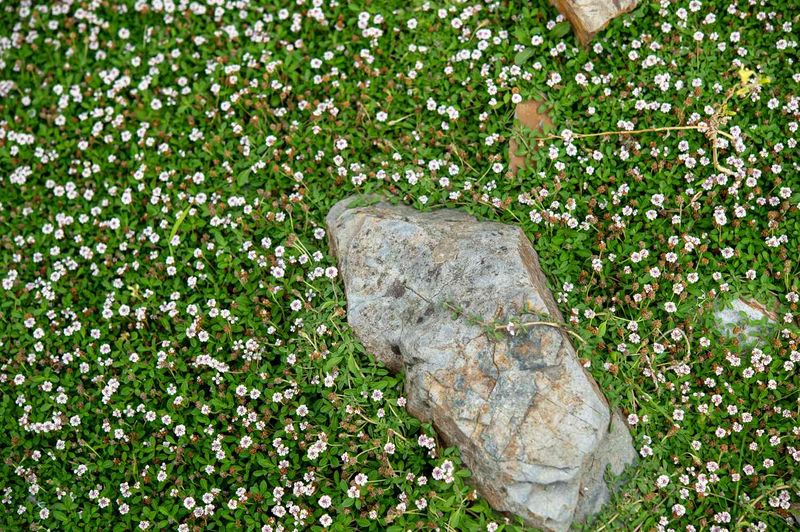 Sandy Soil Conditions Become Easier To Manage