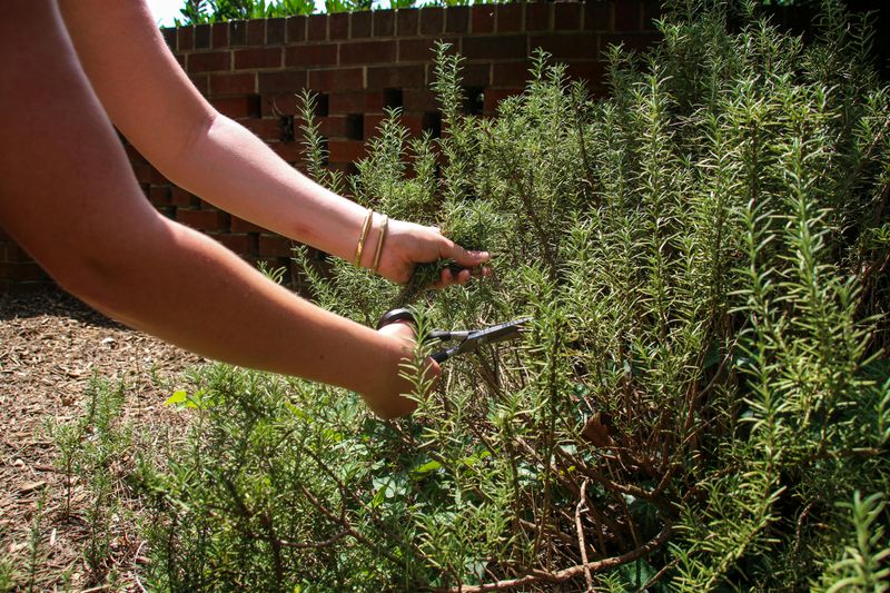 Sanitize Pruners Before Shaping Rosemary Sanitize Pruners Before Shaping Rosemary