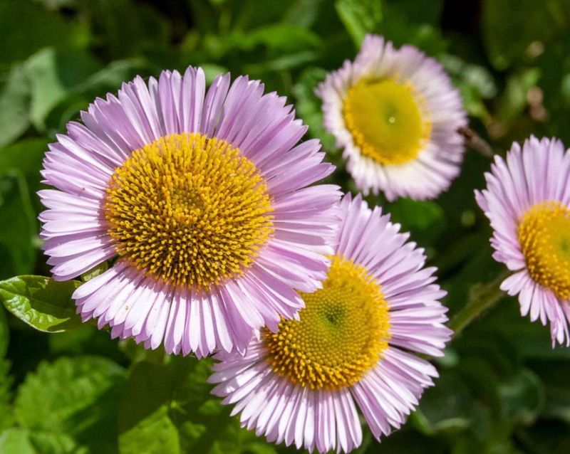 Santa Barbara Daisy Offers A Light Pink Blooming Haze