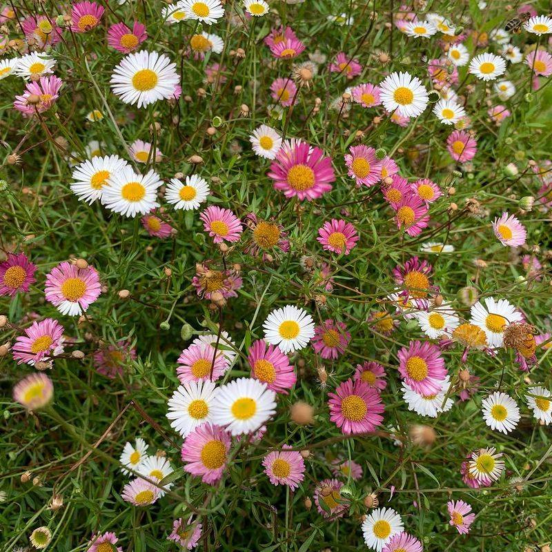 Santa Barbara Daisy