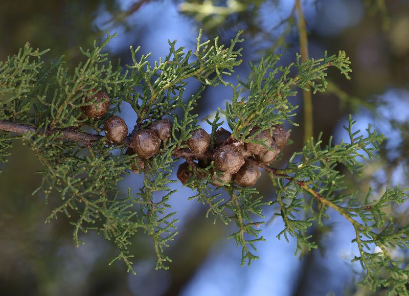 Santa Cruz Cypress Is Hard To Find Santa Cruz Cypress Is Hard To Find