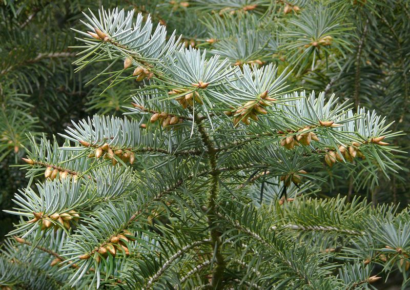 Santa Lucia Fir Is A Hidden Nursery Gem Santa Lucia Fir Is A Hidden Nursery Gem