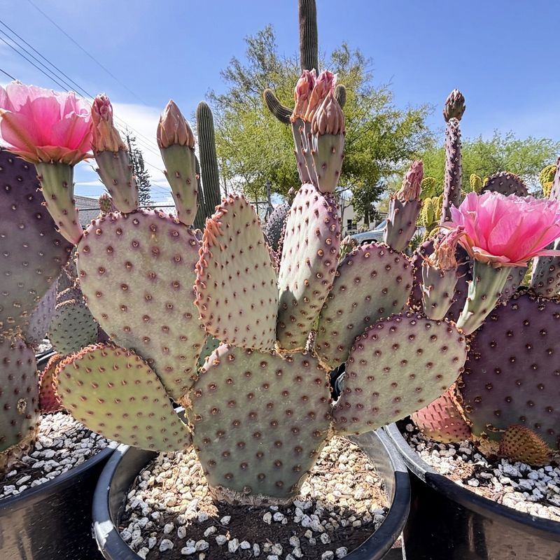 Santa Rita Prickly Pear Combines Pink Blooms With Purple Tinted Pads