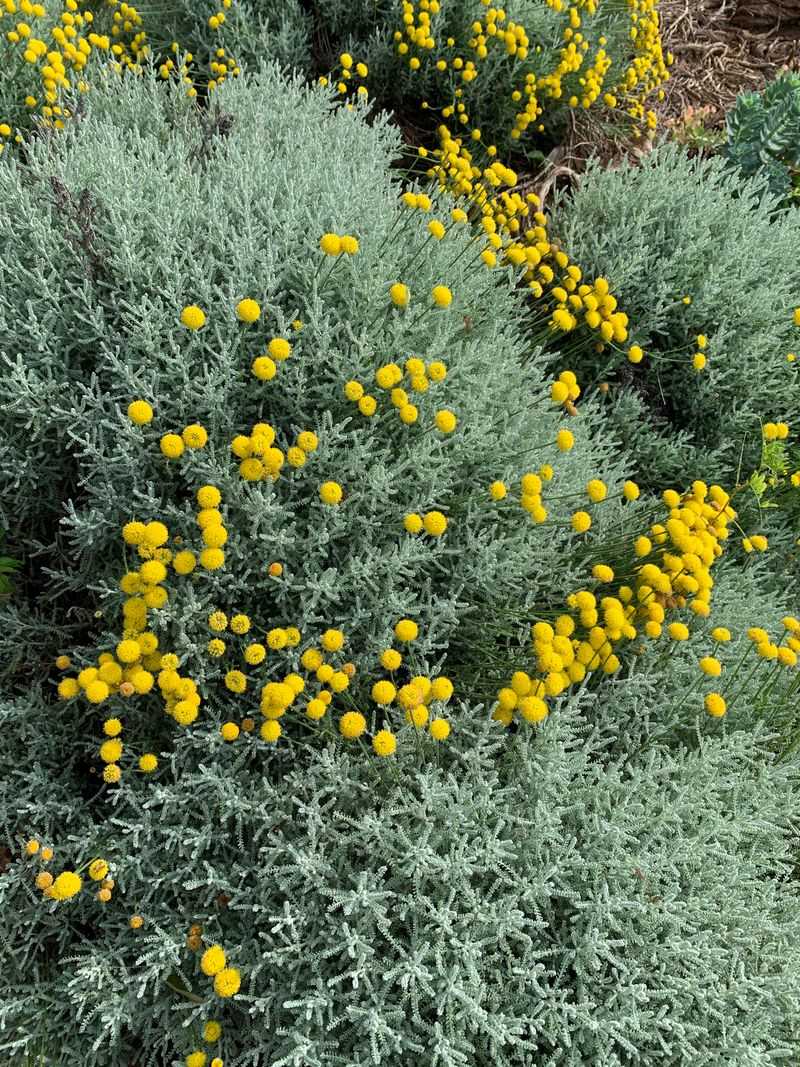 Santolina Brings Silver Foliage To Dry Borders