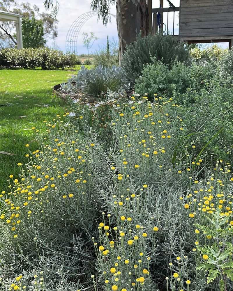 Santolina Brings Strong Scent To Sunny Entryways