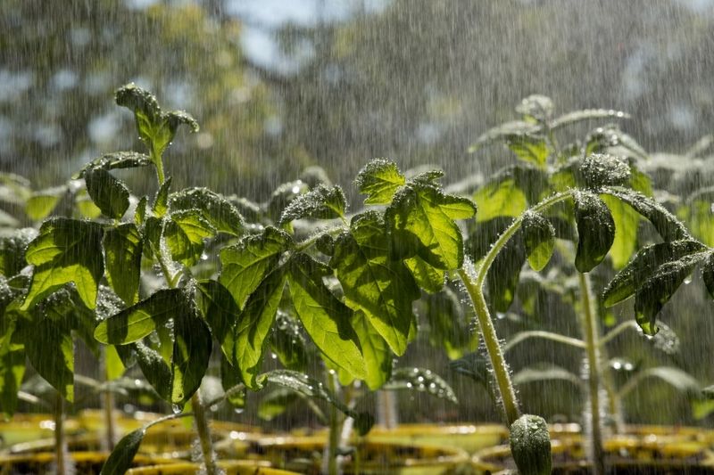 Saturated Soil Can Suffocate Tender Young Roots