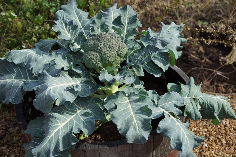 Save Broccoli For The Fall Planting Window