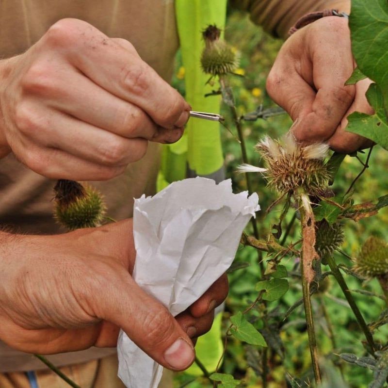 Save Healthy Seeds From Stronger Looking Plants
