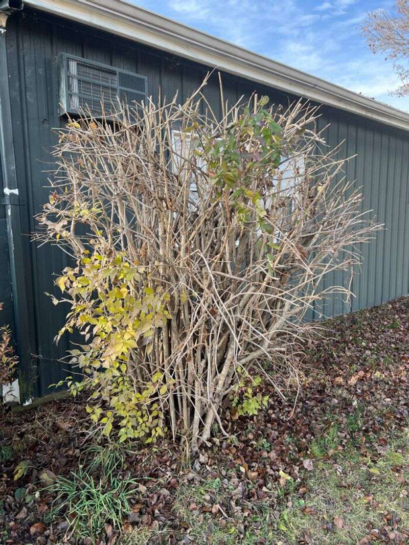 Save Renewal Pruning For The Right Shrubs Save Renewal Pruning For The Right Shrubs