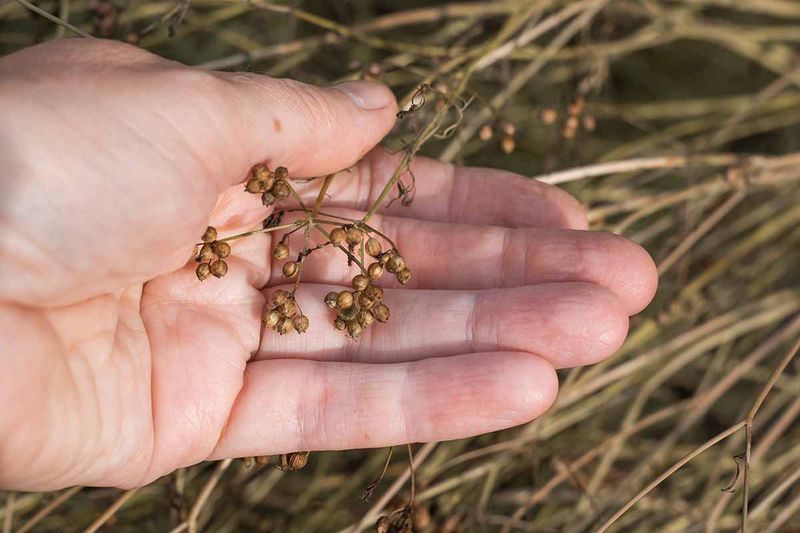 Save Seeds For Coriander