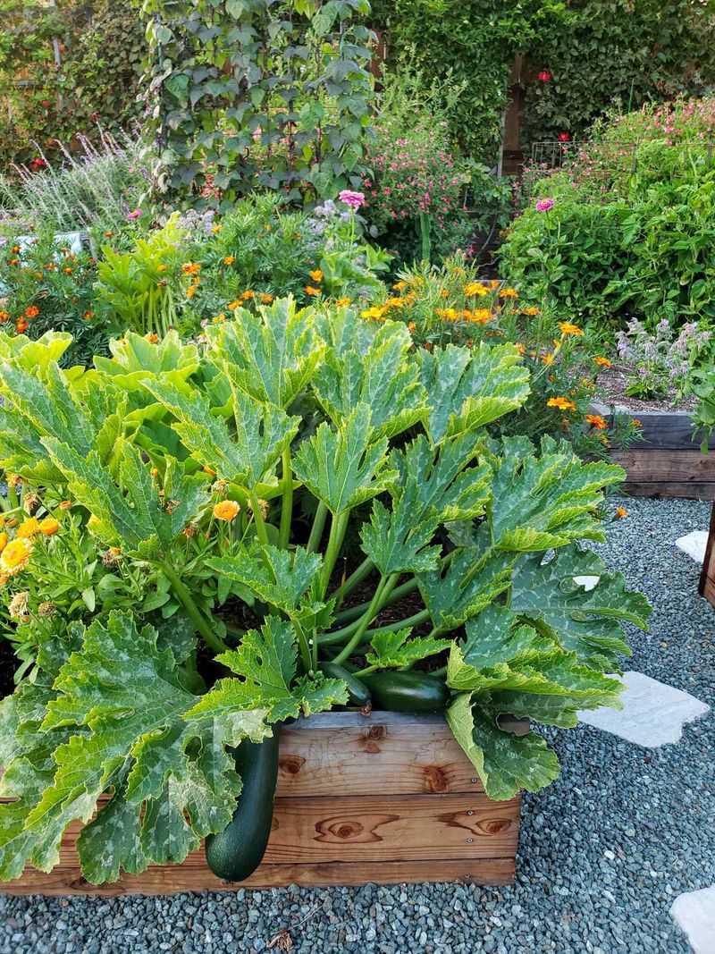 Save Tiny Beds For Lettuce, Herbs, Or Compact Peppers