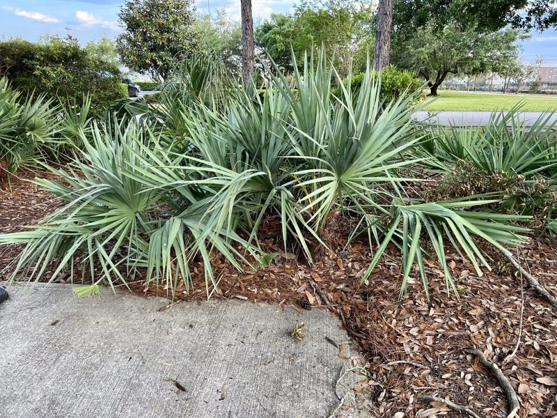 Saw Palmetto Handled Heat Wind And Sandy Soil Saw Palmetto Handled Heat Wind And Sandy Soil
