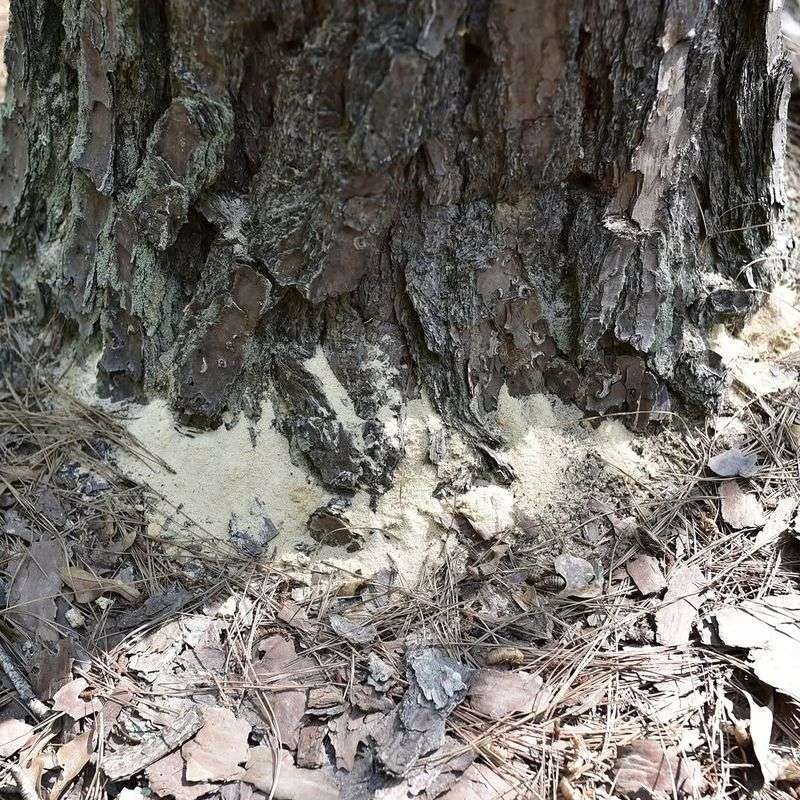Sawdust Like Material Around The Trunk May Mean Insect Damage Sawdust Like Material Around The Trunk May Mean Insect Damage