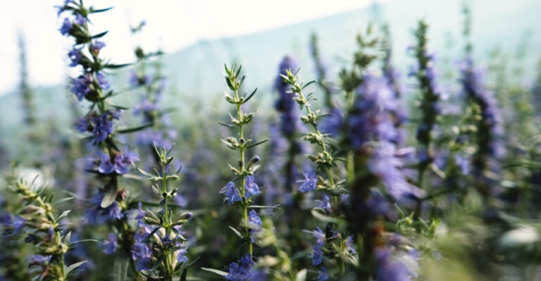 Say Goodbye To Mosquitoes With These 9 Plants For New Jersey Patios