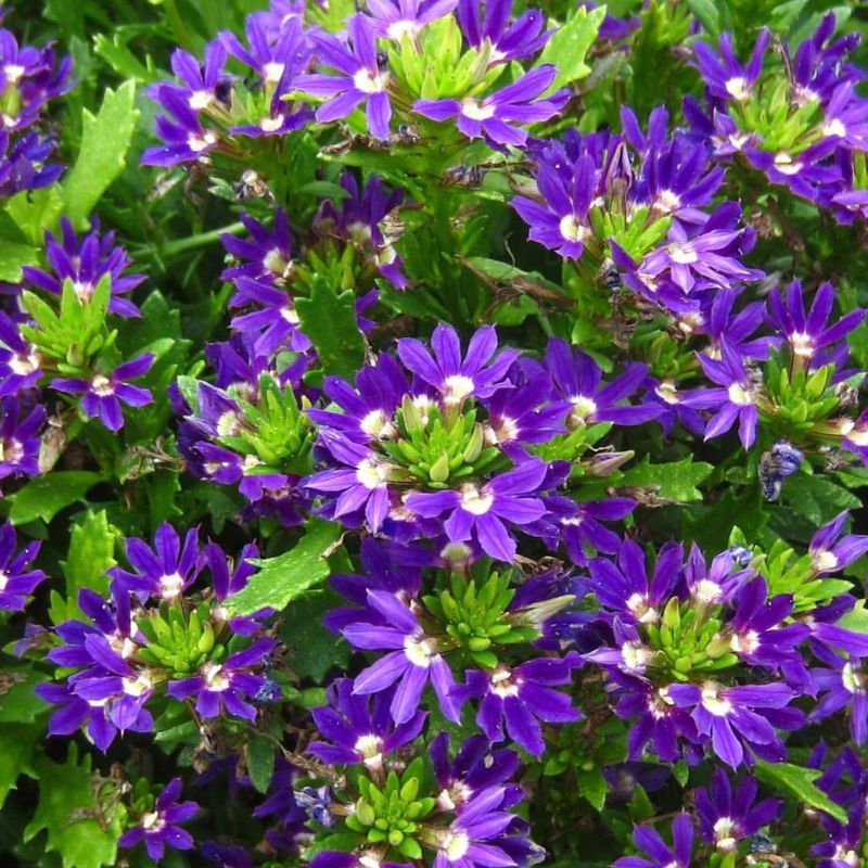 Scaevola Performs Well In Containers With Moderate Water